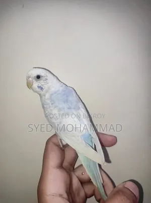 Budgerigar Bird