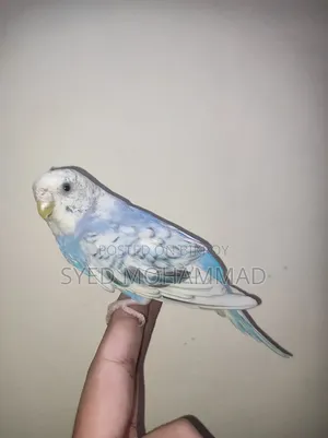 Budgerigar Bird
