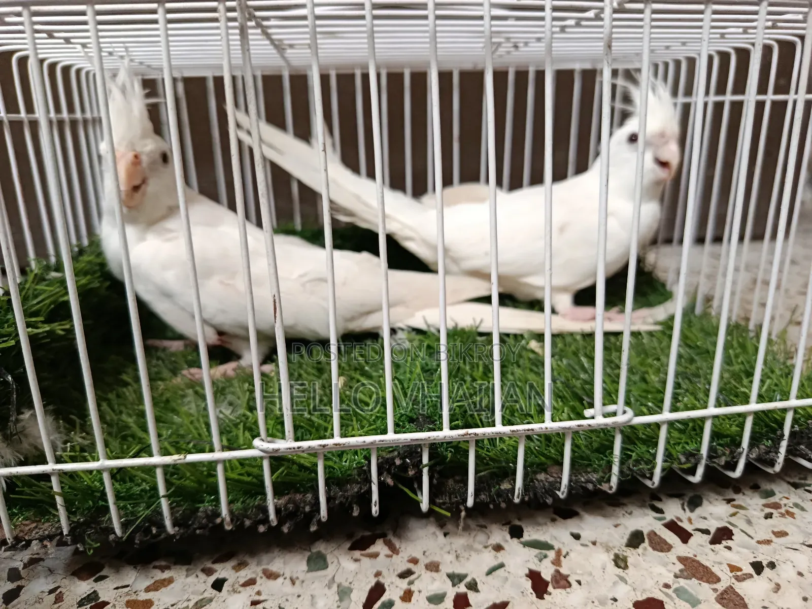 Cockatiel Running Pair