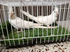 Cockatiel Running Pair