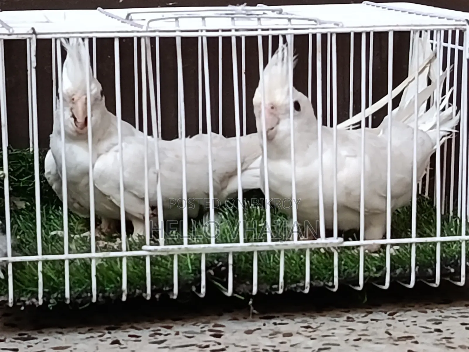 Cockatiel Running Pair