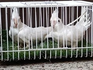 Cockatiel Running Pair