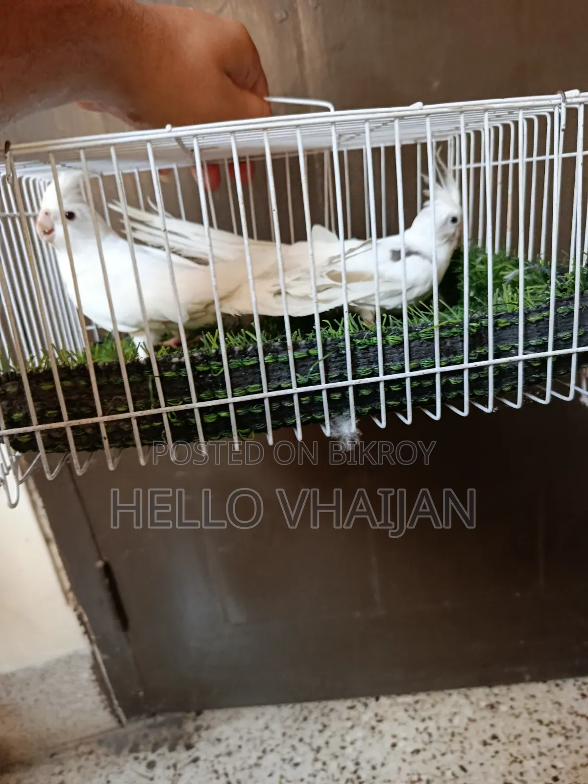 Cockatiel Running Pair