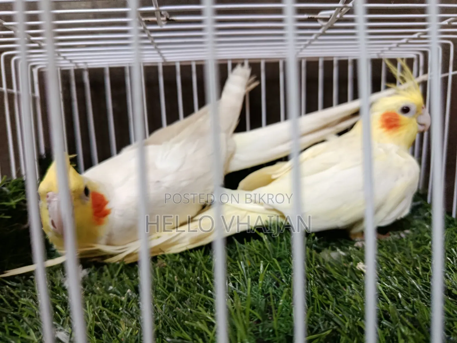 Cockatiel Running Pair