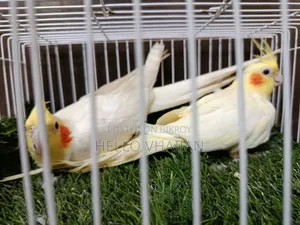 Cockatiel Running Pair