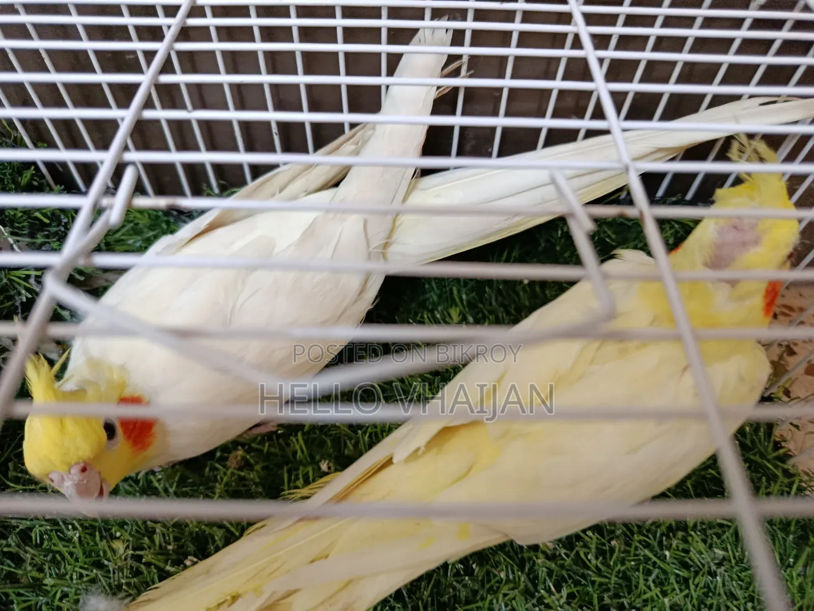 Cockatiel Running Pair