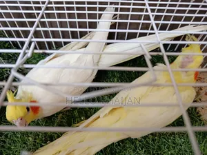 Cockatiel Running Pair