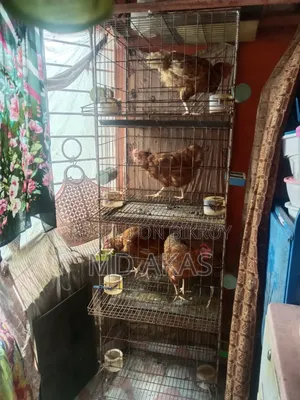 A Sturdy Chicken Cage