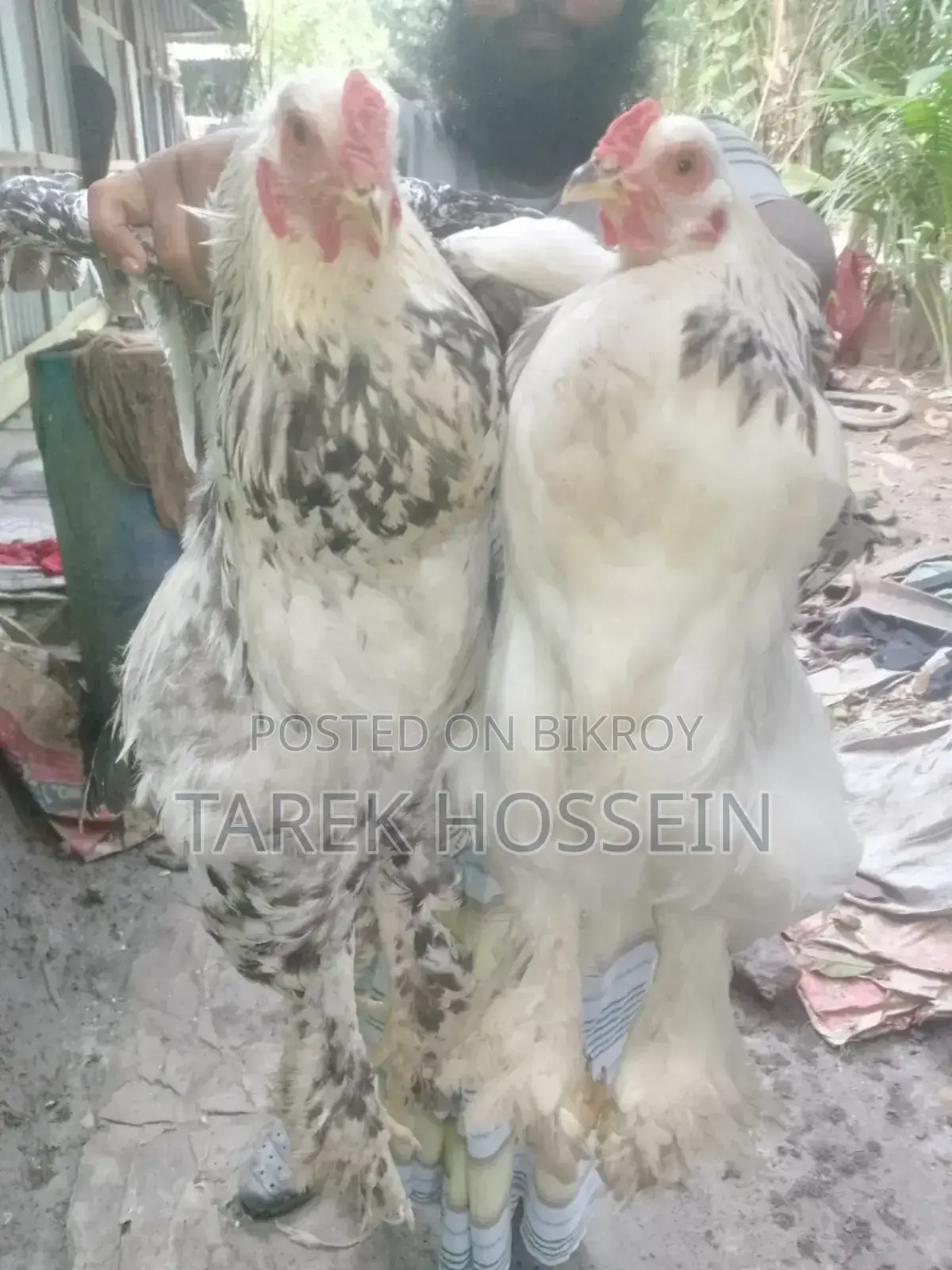 Brahma Chicken