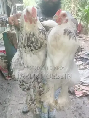 Brahma Chicken