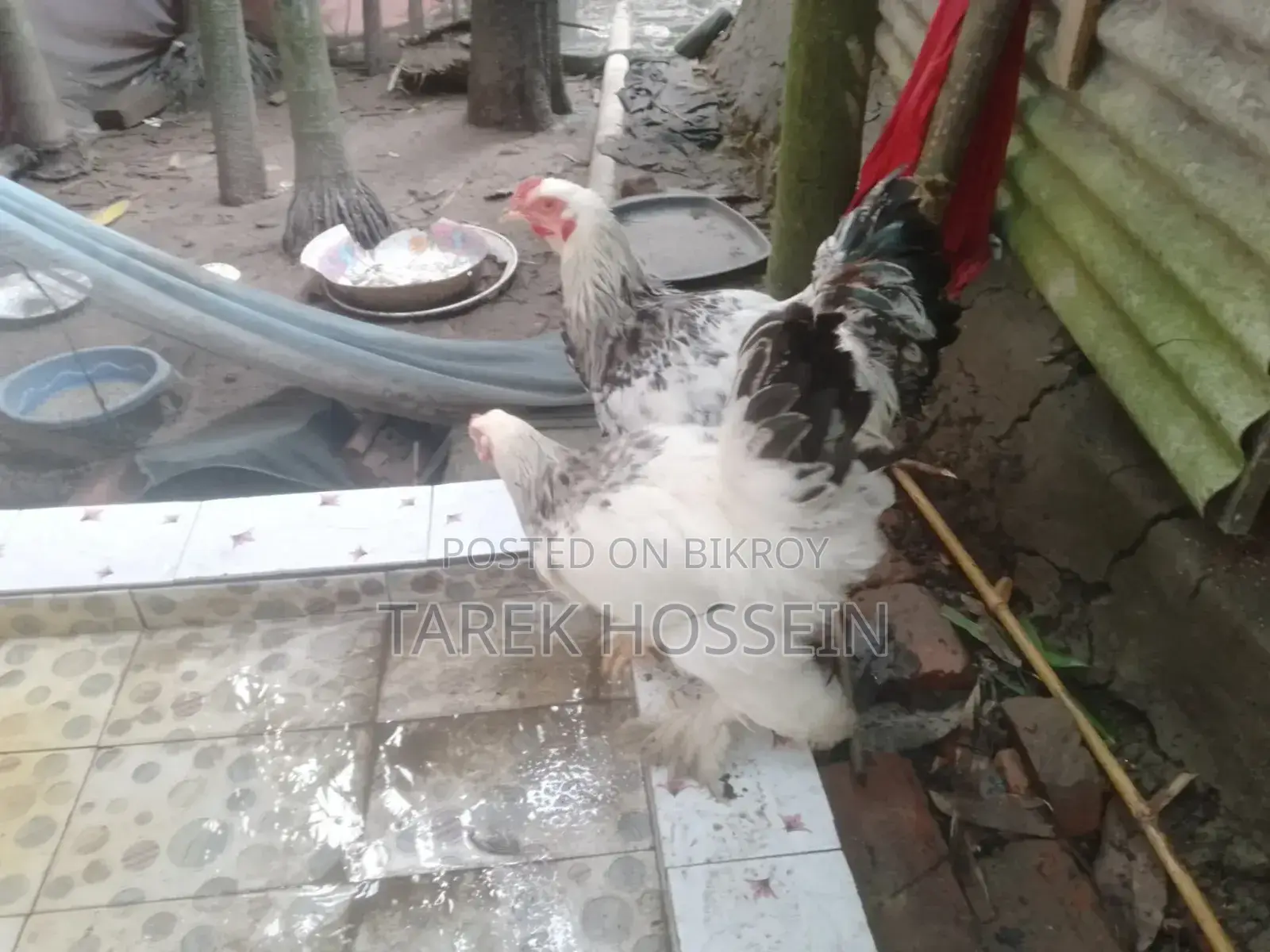 Brahma Chicken