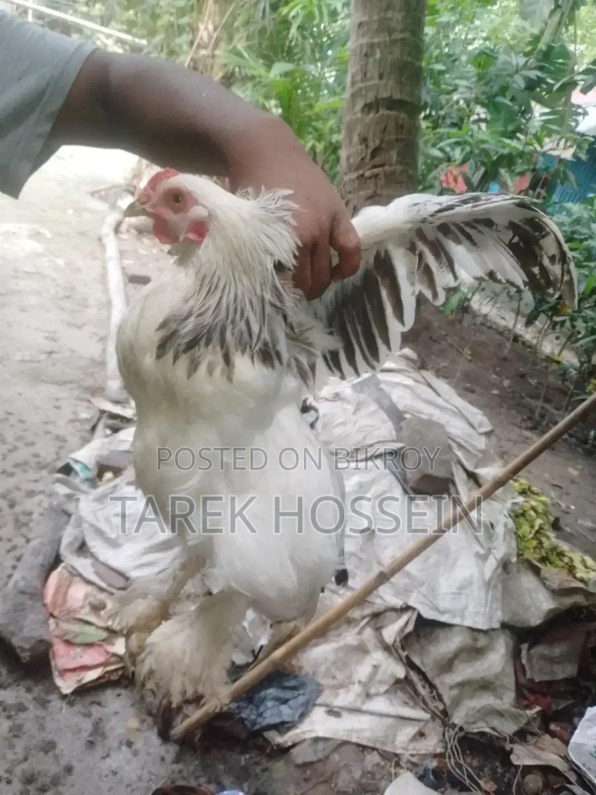Brahma Chicken