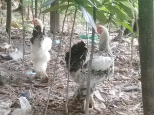Brahma Chicken