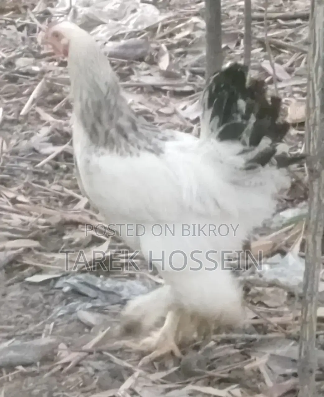 Brahma Chicken