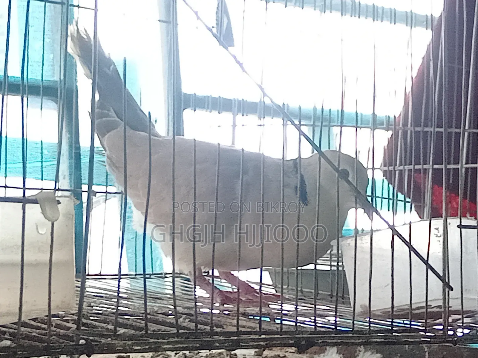 Dove Male Adult