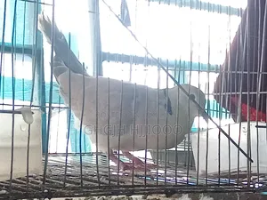 Dove Male Adult