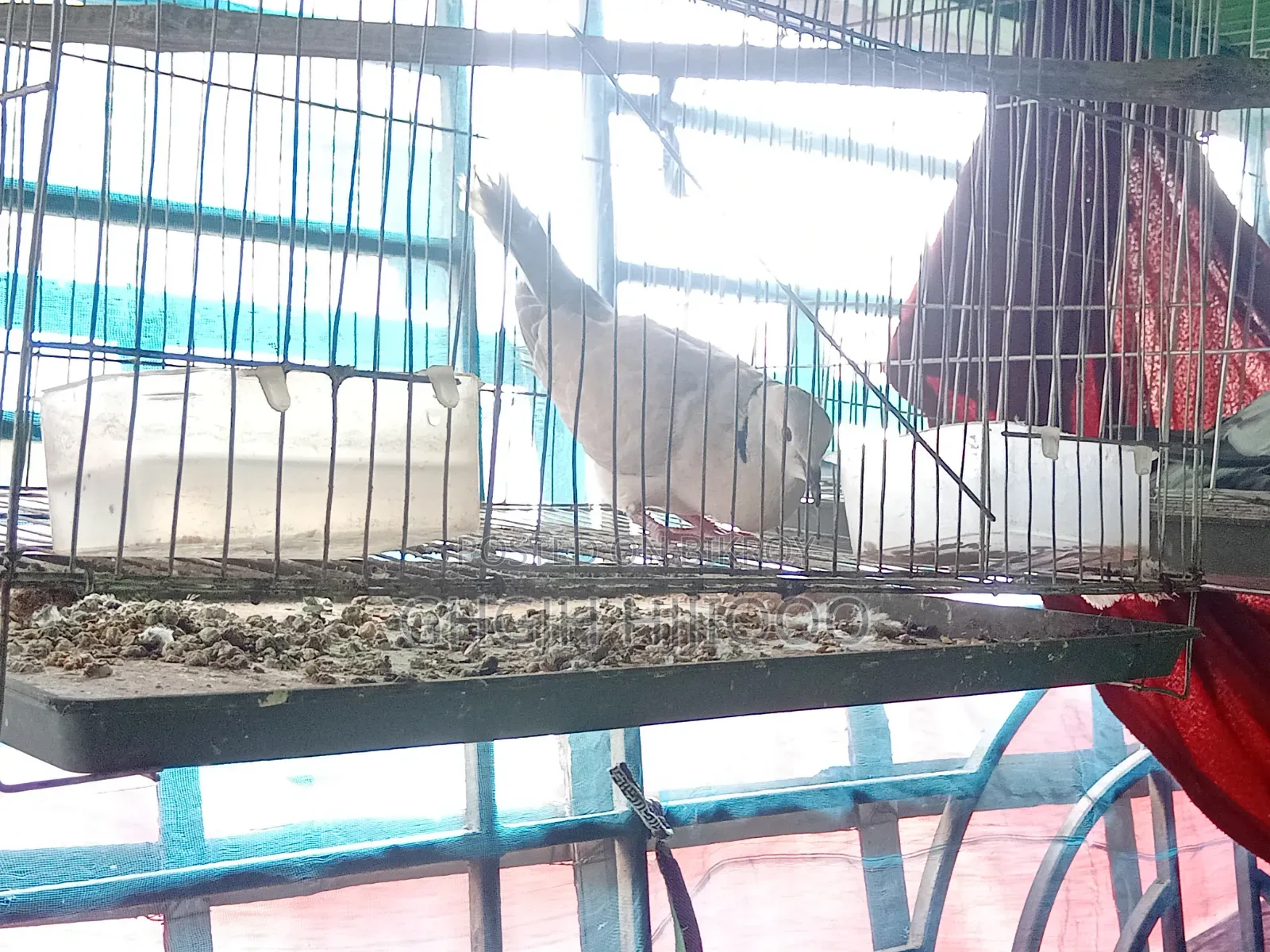 Dove Male Adult