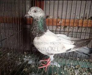 Female Pigeon