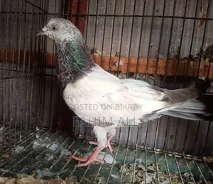 Female Pigeon
