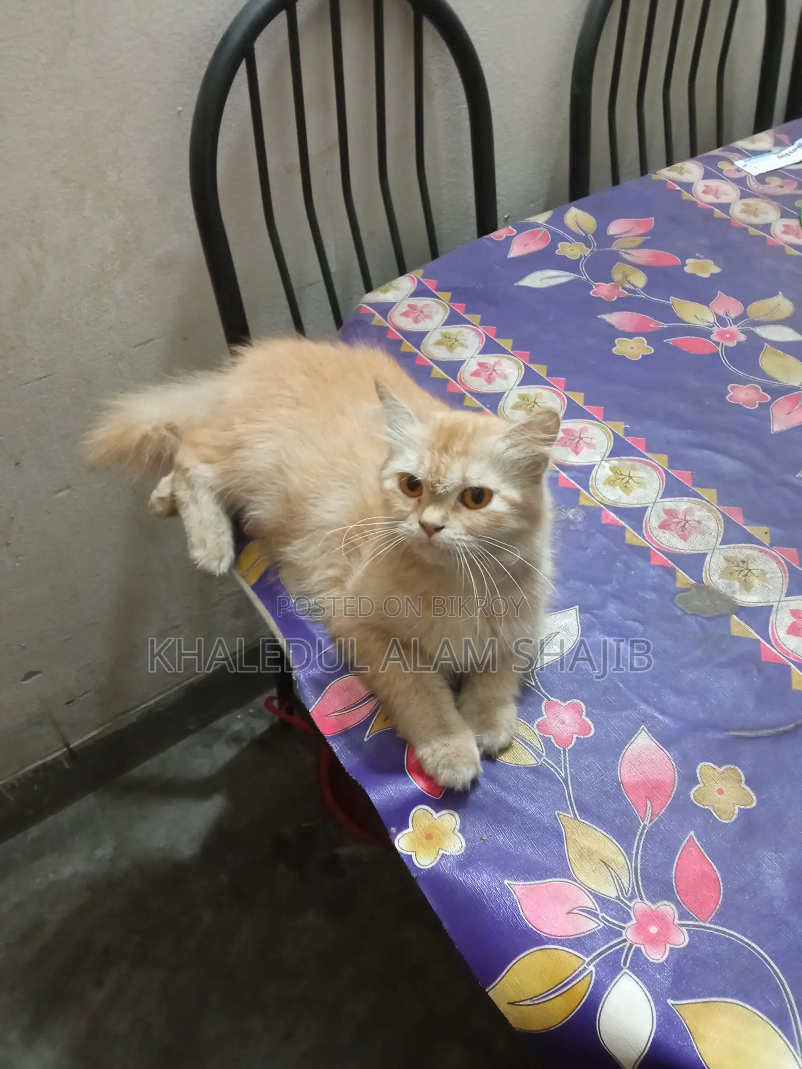 1+ Year Female Purebred Persian