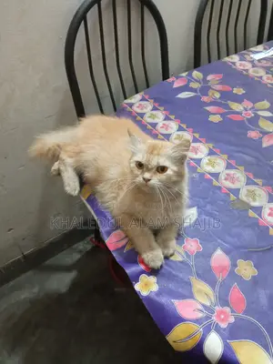 1+ year Female Purebred Persian