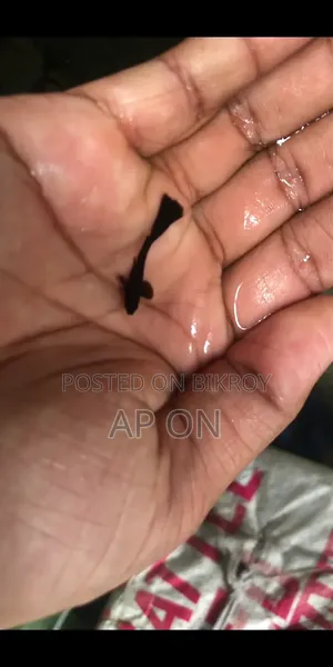 Black Moscow Guppy Fish