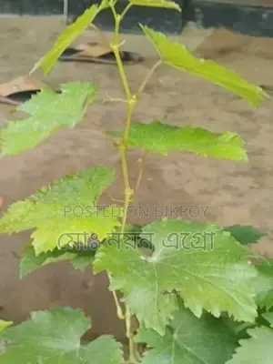 High-Yield Baikunur Seedlings