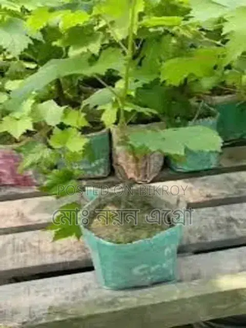 High-Yield Baikunur Seedlings