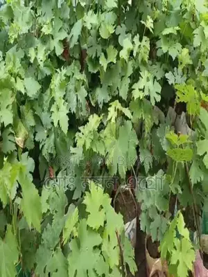 High-Yield Baikunur Seedlings