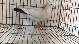 কালদম মাদি