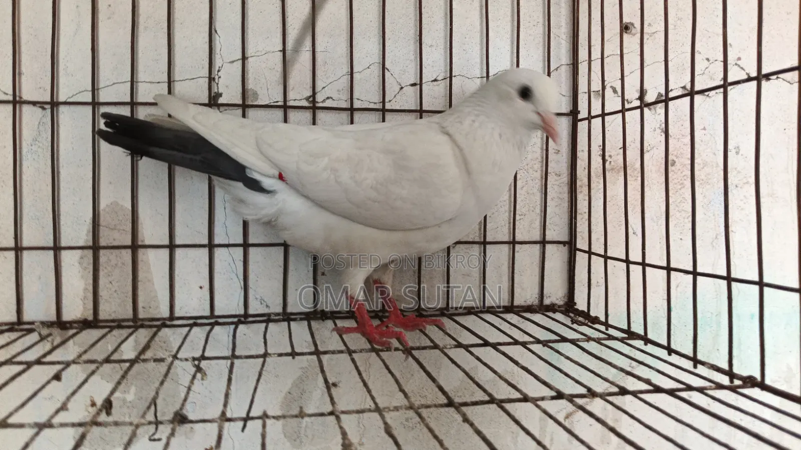 কালদম মাদি
