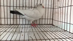 কালদম মাদি