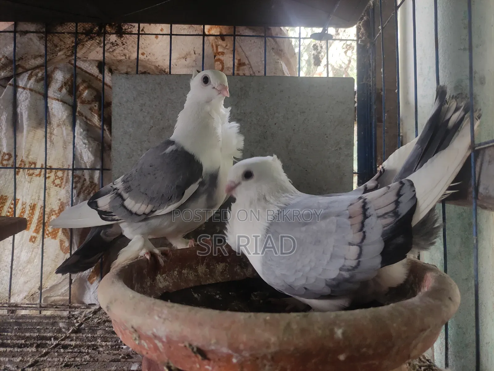 ব্লু সাটিন কবুতর
