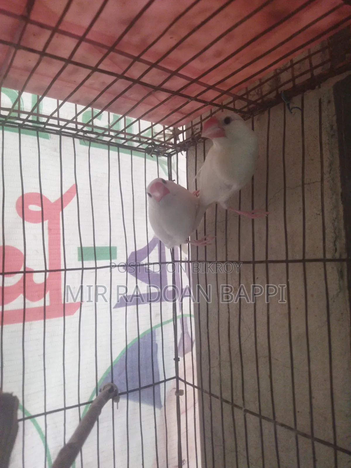 White Java Running