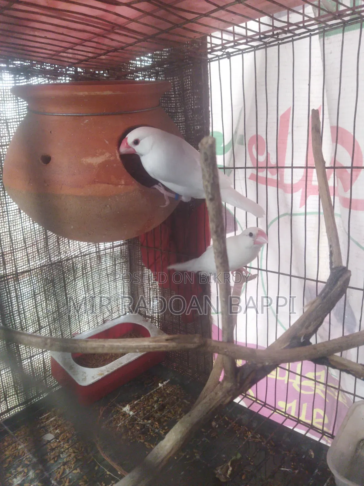 White Java Running