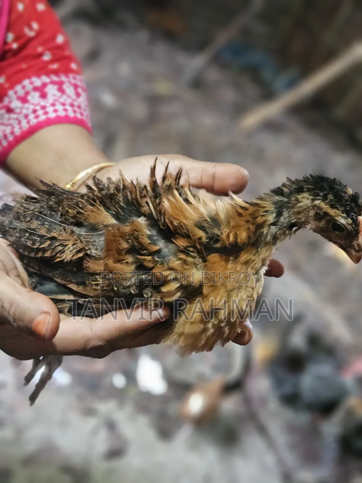 Pure Desi Chicken Chicks