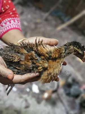 Pure Desi Chicken Chicks