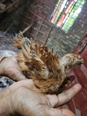 Pure Desi Chicken Chicks
