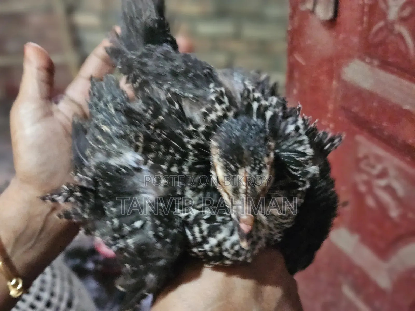 Pure Desi Chicken Chicks
