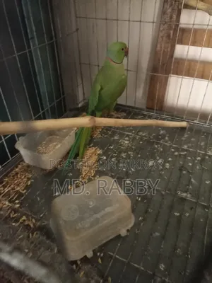 Indian Ring Neck