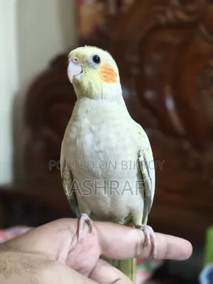 Cockatiel Tame Bird