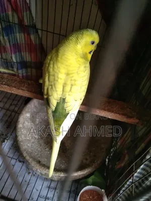Budgerigar 4 pieces adult