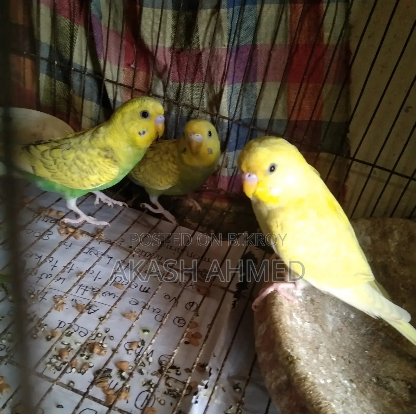 Budgerigar 4 pieces adult