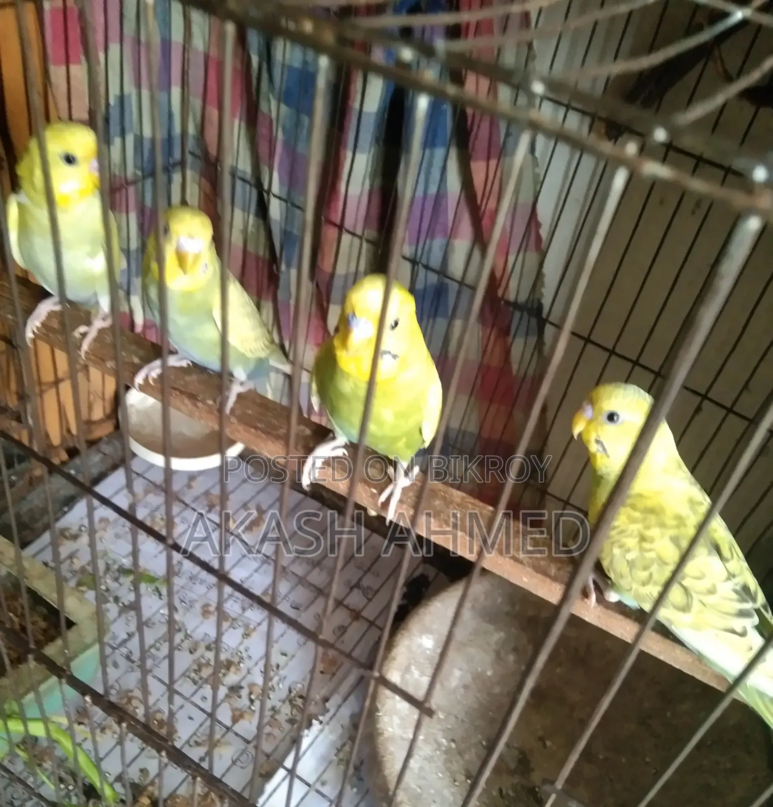 Budgerigar 4 pieces adult