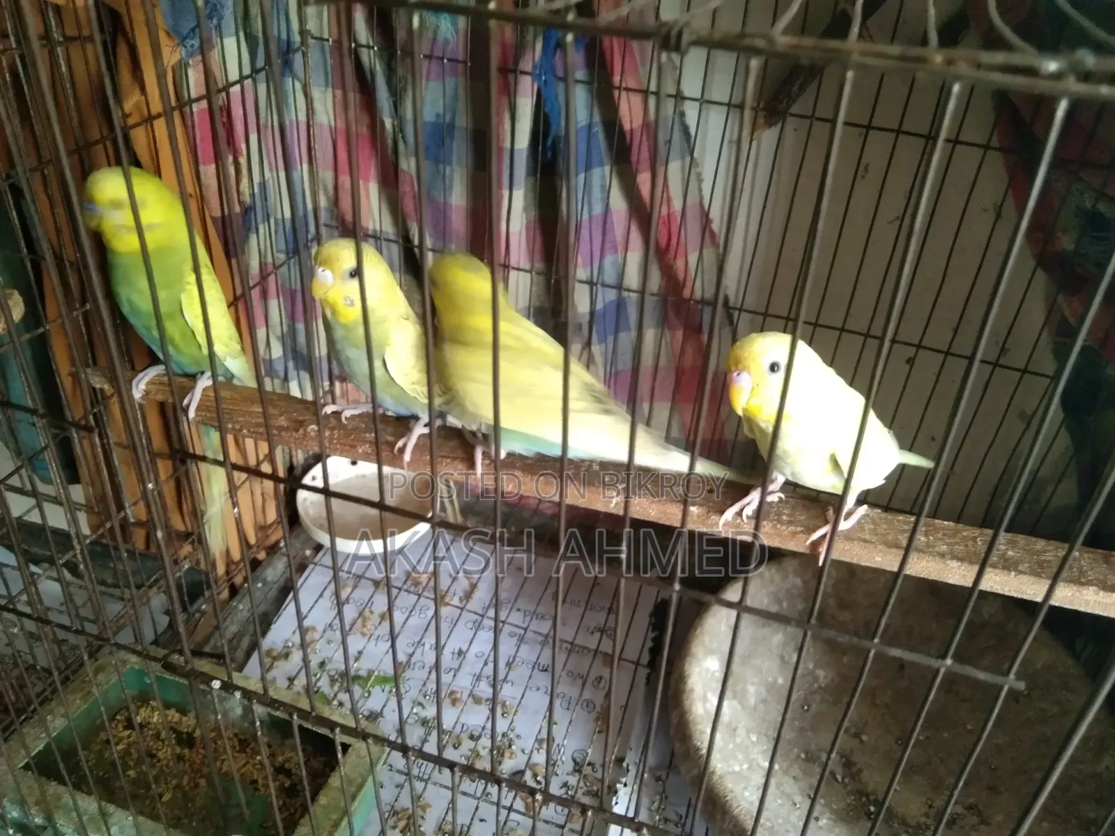 Budgerigar 4 pieces adult