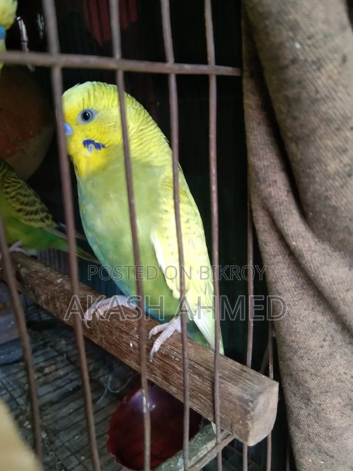 Budgerigar 4 pieces adult