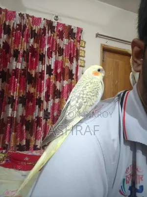 Cockatiel Tame Bird