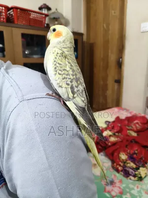 Cockatiel Tame Bird