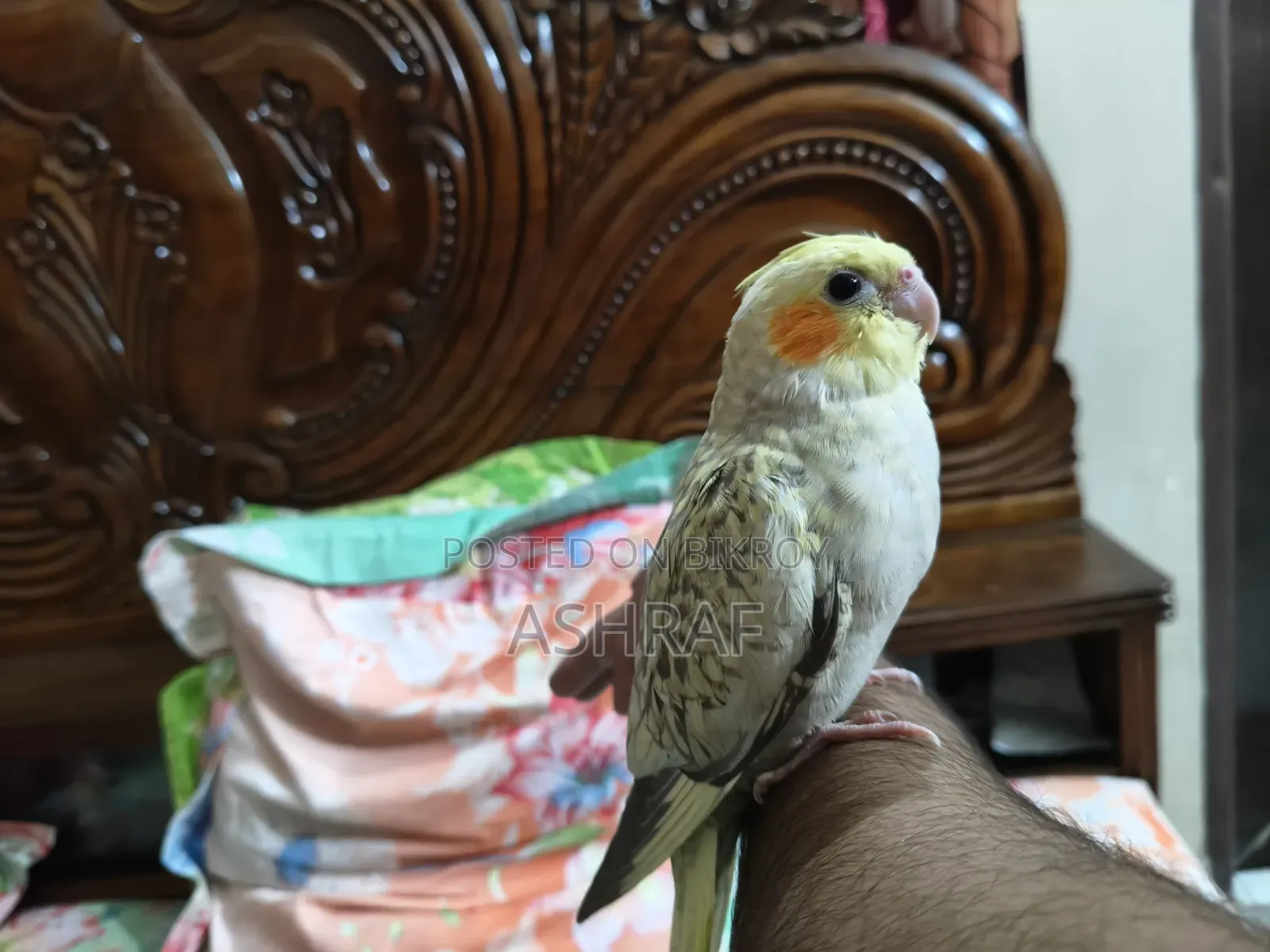 Cockatiel Tame Bird