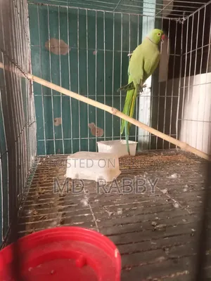 Indian Ring Neck